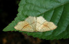 P6010397s Cyclophora punctaria.jpg