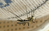 P6052951s Aedes geniculatus.jpg
