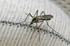 P6052959s Aedes geniculatus.jpg