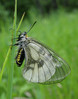 P6107586s crni apolon (Parnassius mnemosyne).jpg