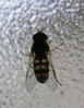 P6111031s Parasyrphus macularis.jpg