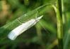 P6189431s Crambus perlella.jpg