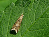 P7061785s Brachmia blandella.jpg
