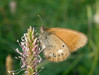 P8133670s Coenonympha glyerion.jpg