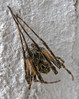 PB164536s Larinioides sericatus.jpg