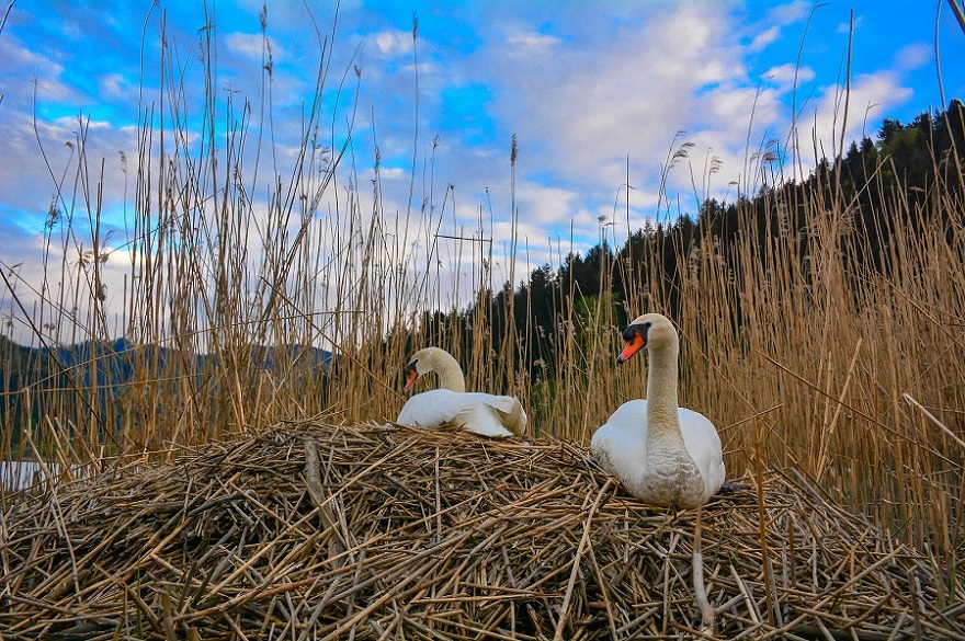 Klikni za ogled večje slike