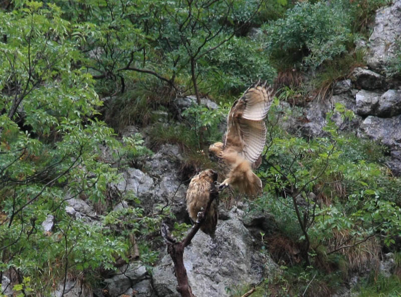 Klikni za ogled večje slike