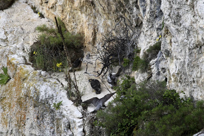 Klikni za ogled večje slike