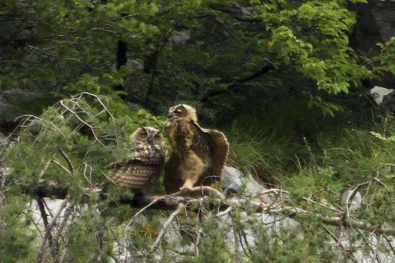 Klikni za ogled večje slike