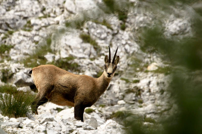 Klikni za ogled večje slike