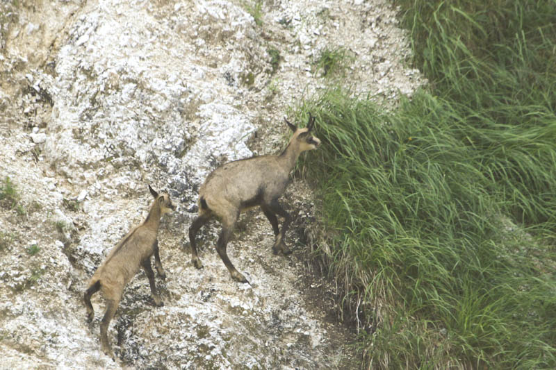 Klikni za ogled večje slike