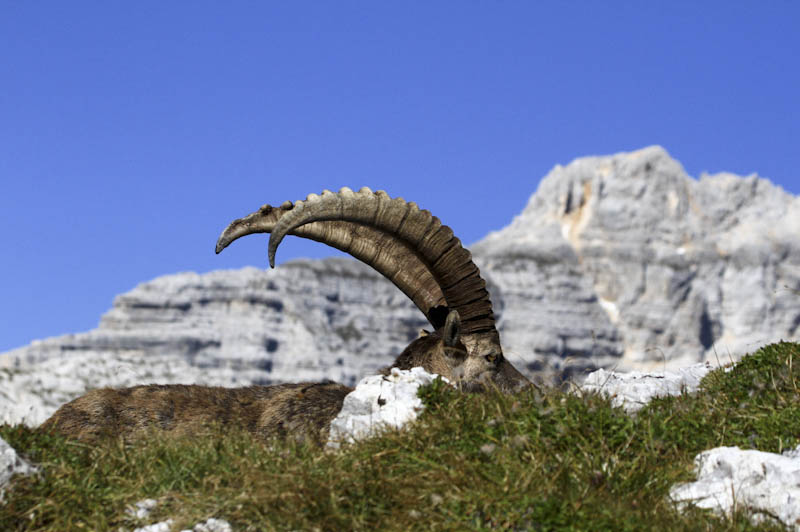 Klikni za ogled večje slike