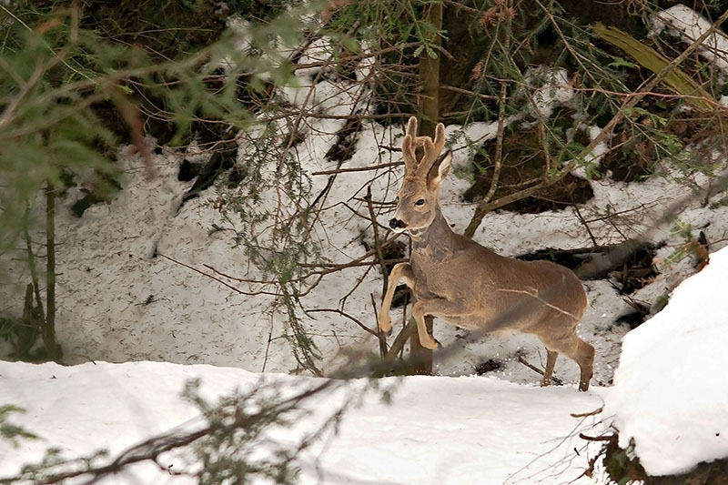 Klikni za ogled večje slike