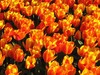 tulipani.jpg