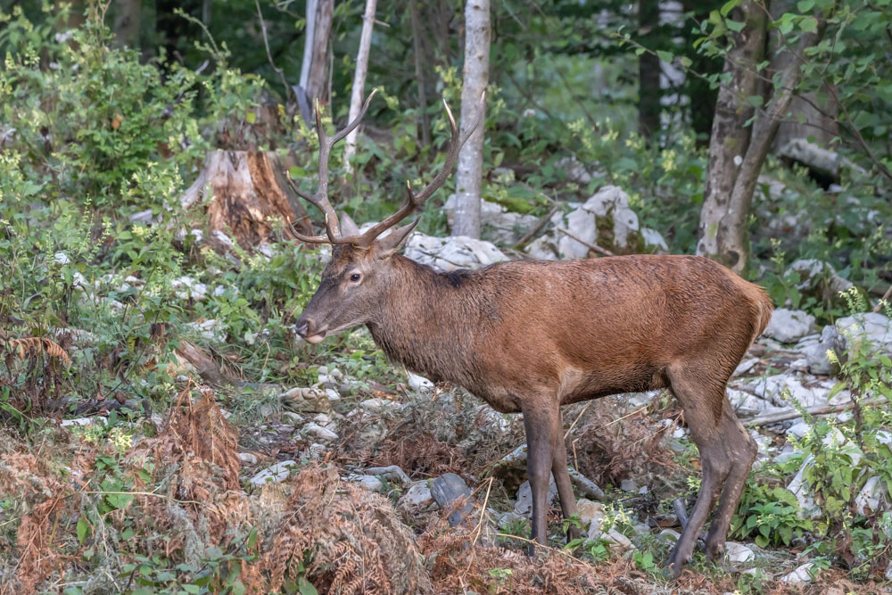 Klikni za ogled večje slike