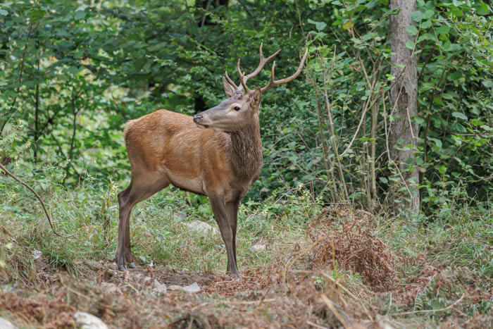 Klikni za ogled večje slike