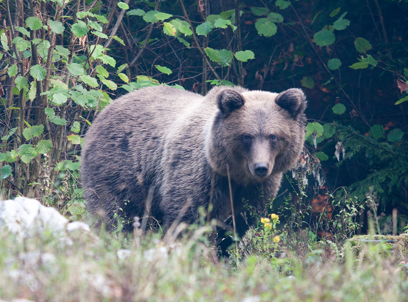 Klikni za ogled večje slike