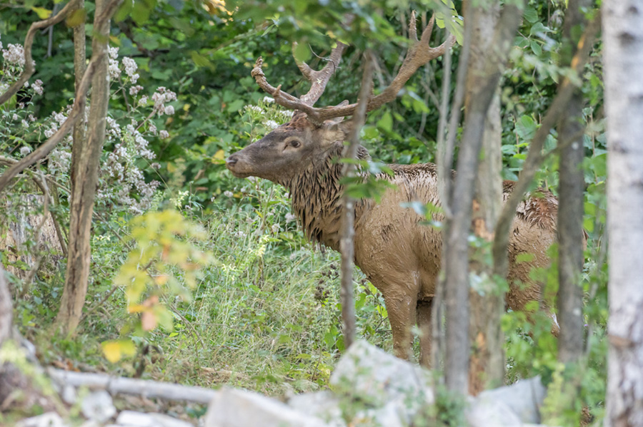 Klikni za ogled večje slike