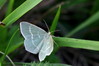 Microloxia herbaria zeleni metulj IMG_2250.JPG