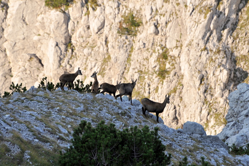 Klikni za ogled večje slike