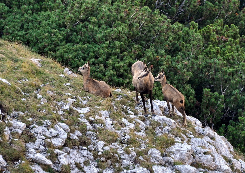 Klikni za ogled večje slike