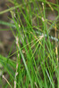 Eleocharis carniolica - Nadgorica 1.jpg