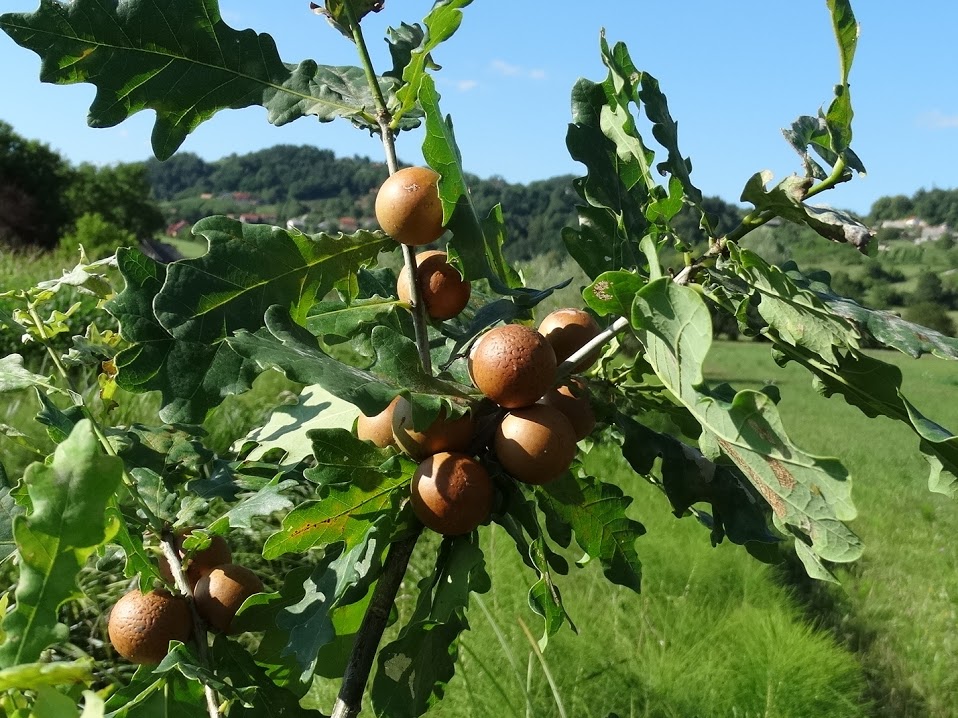 Klikni za ogled večje slike