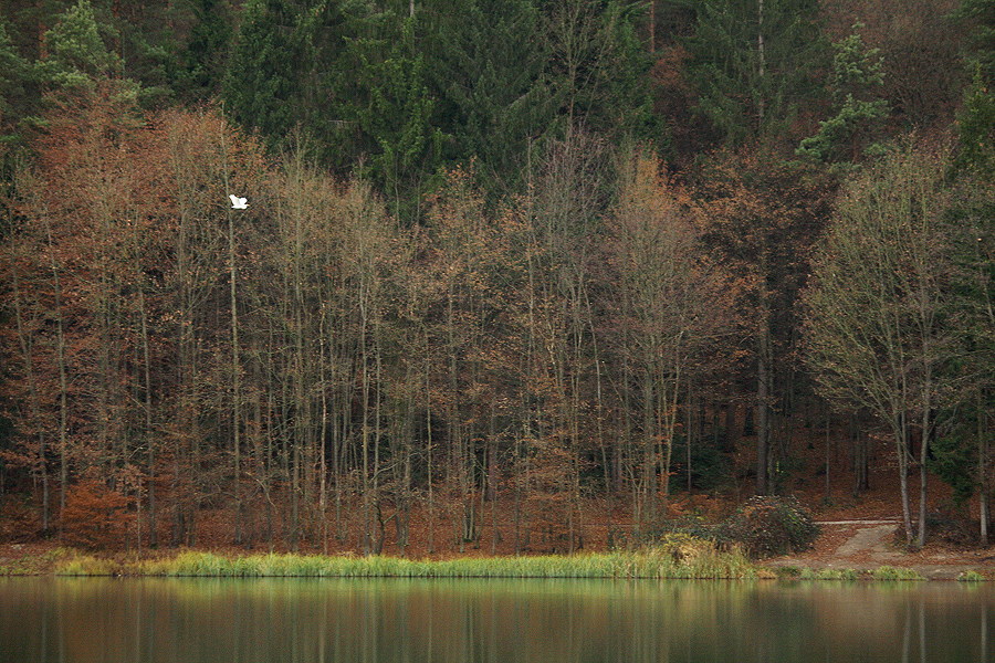 Klikni za ogled večje slike