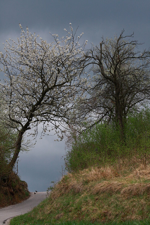 Klikni za ogled večje slike