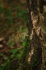 Argynnis paphia-gospica~0.jpg