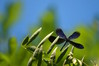 Calopteryx virgo-Modri blescavec.jpg