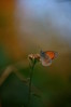 Coenonympha pamphilus-mali okarcek~1.jpg