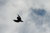 Corvus corax-krokar.jpg