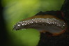 Fomitopsis pinicola-smrekova kresilaca.jpg