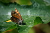 Lasiommata megera-okrasti skalnik.jpg