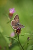 Lycaena alciphron-spreminjavi cekincek.jpg