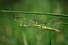 Mantis religiosa.jpg