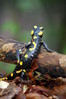 Salamandra salamandra.jpg