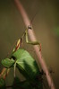 mantis religiosa.jpg