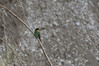 DSC_6005_1.jpg