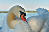 DSC_3802.jpg