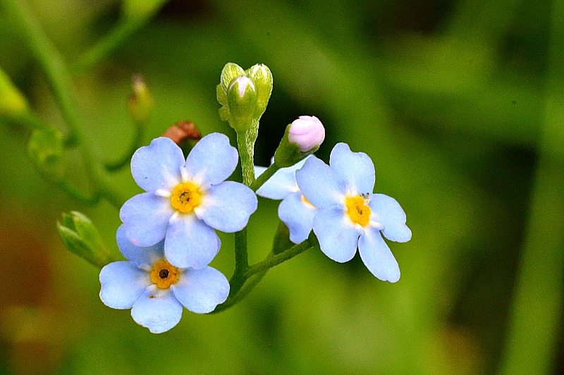 Klikni za ogled večje slike