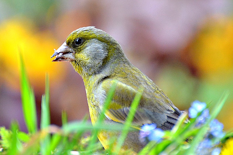 Klikni za ogled večje slike