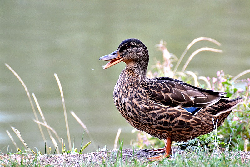 Klikni za ogled večje slike