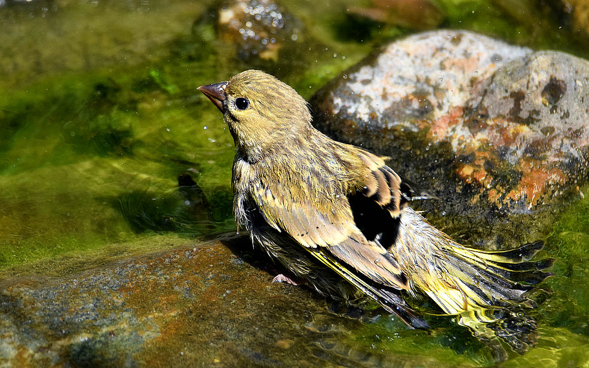 Klikni za ogled večje slike