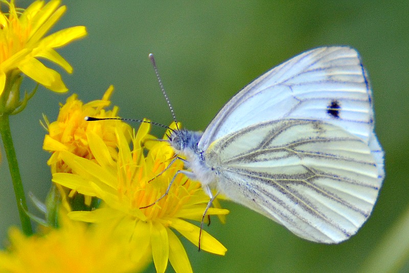 Klikni za ogled večje slike