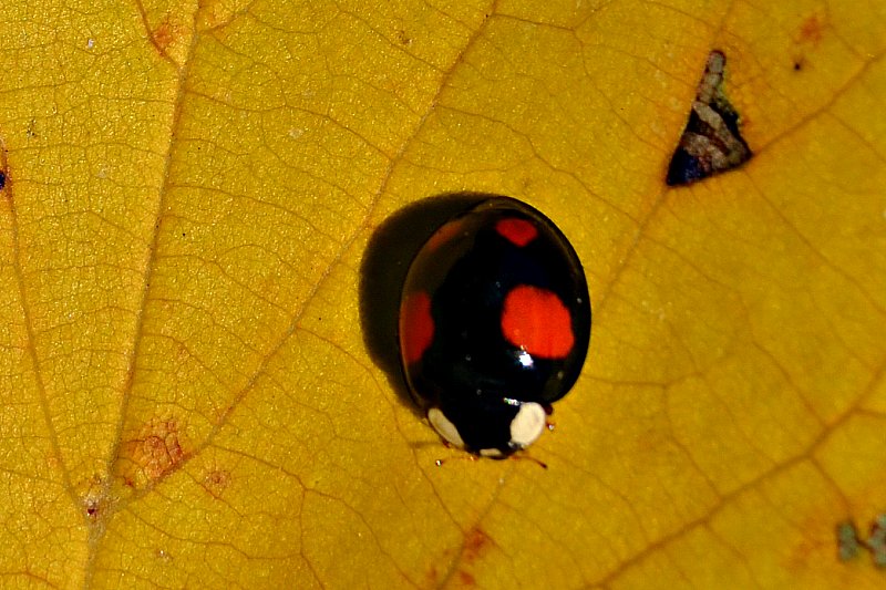 Klikni za ogled večje slike