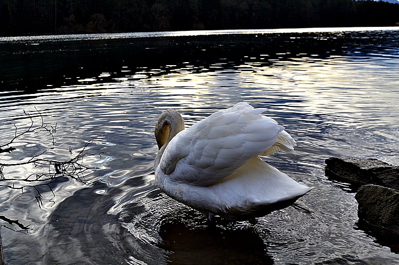 Klikni za ogled večje slike