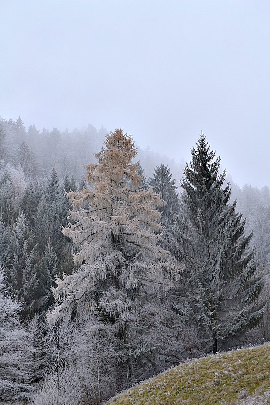 Klikni za ogled večje slike