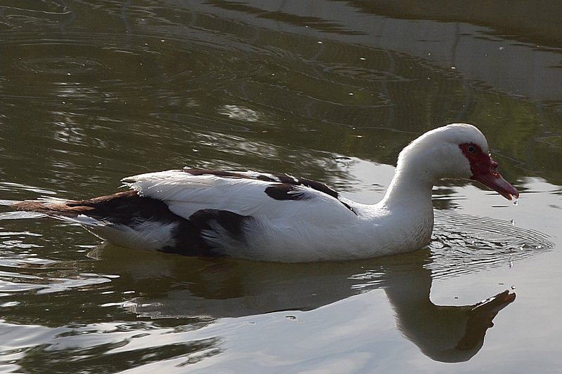 Klikni za ogled večje slike